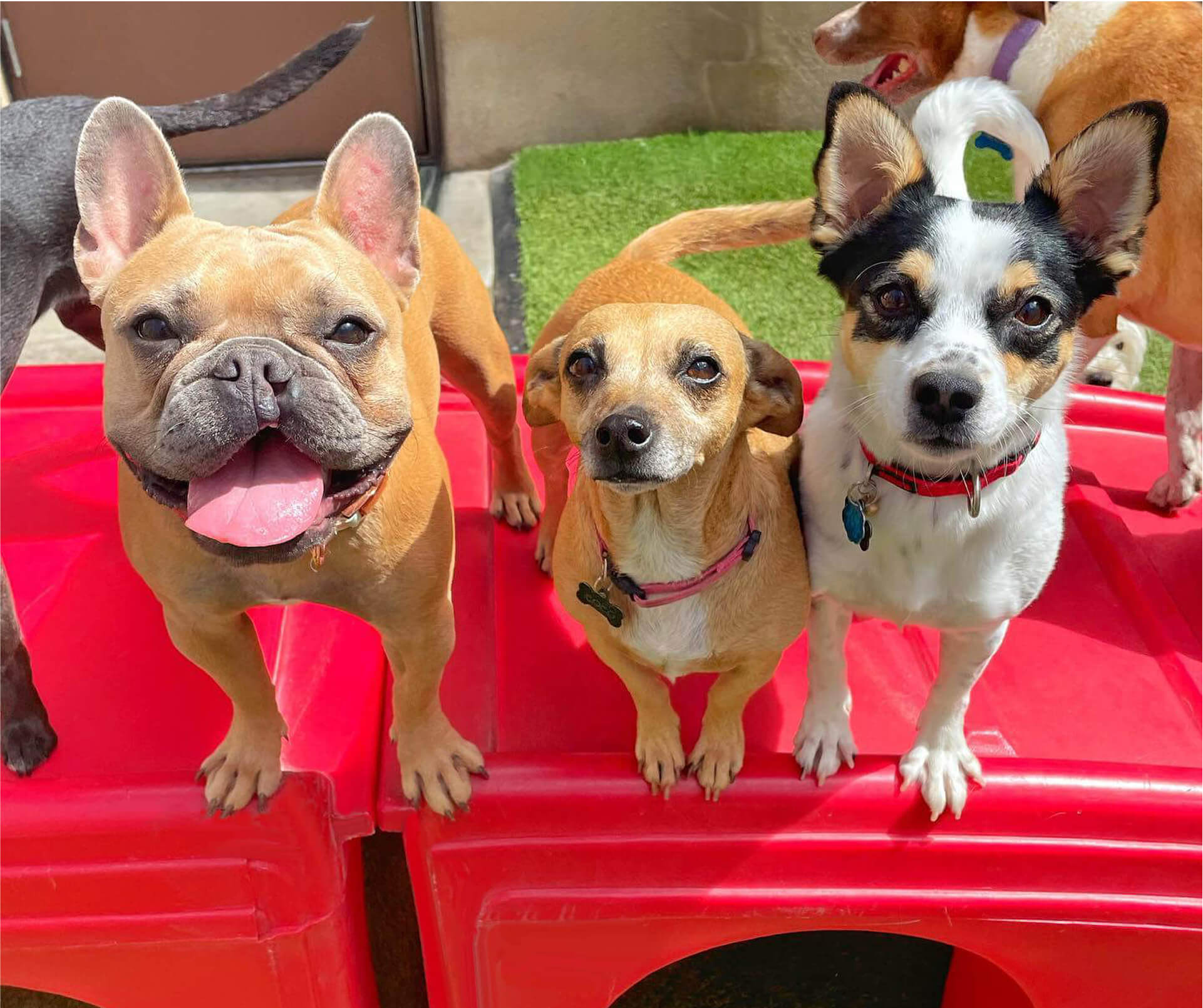Camp Bow Wow Brentwood