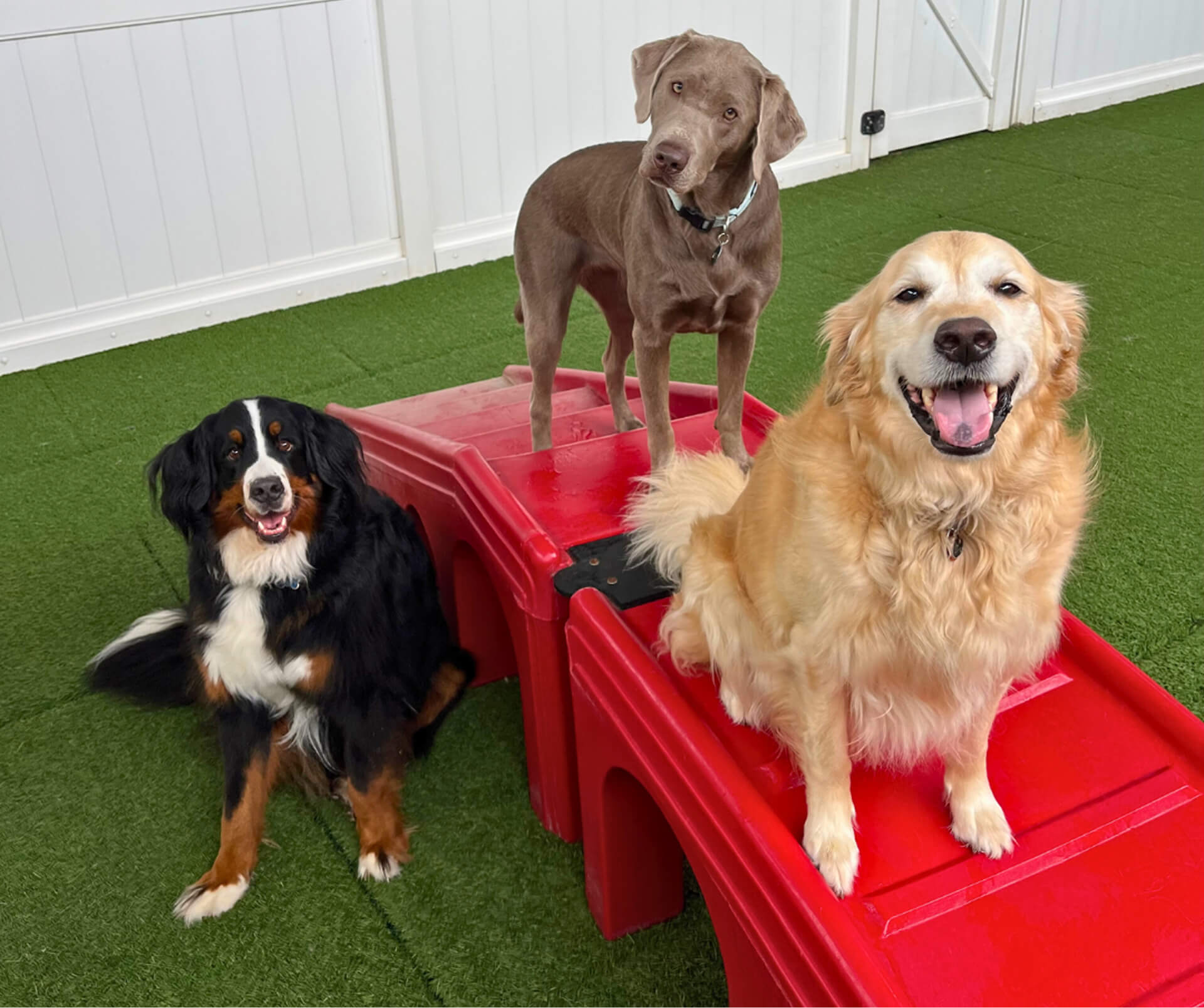 Camp Bow Wow Sherwood