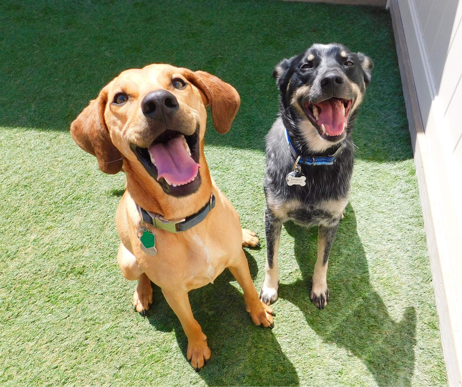 Camp Bow Wow Dobson Ranch Mesa