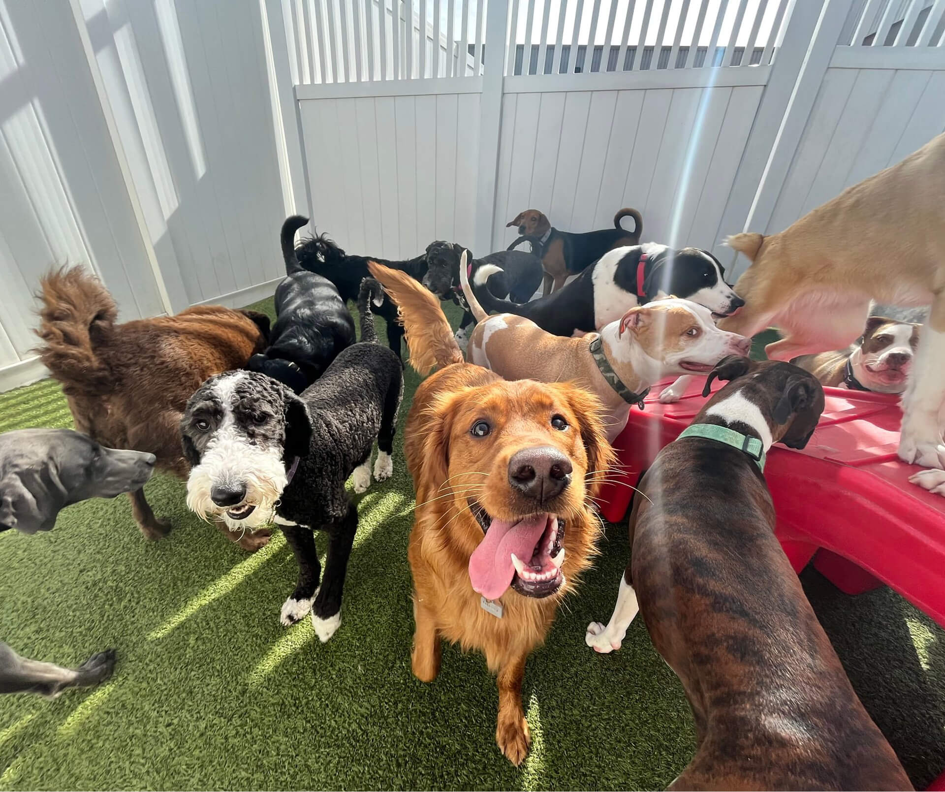 Camp Bow Wow Lawrenceville GA