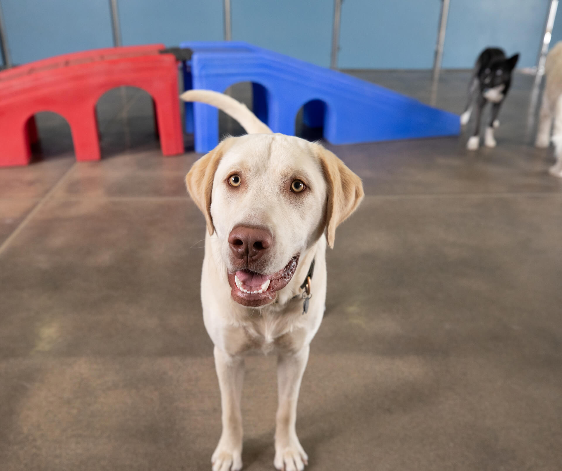 Camp Bow Wow Lakewood South