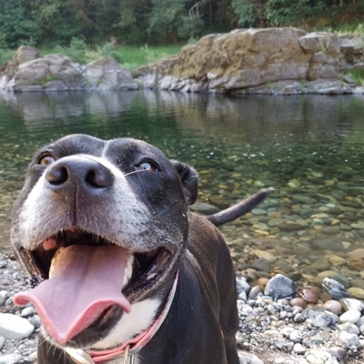 A dog with its mouth open by a body of water

Description automatically generated