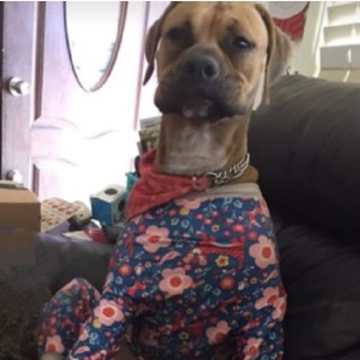A dog wearing a flowered outfit

Description automatically generated