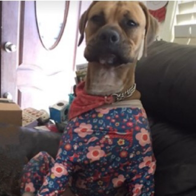 A dog wearing a flowered outfit

Description automatically generated