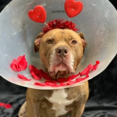A dog wearing a cone

Description automatically generated