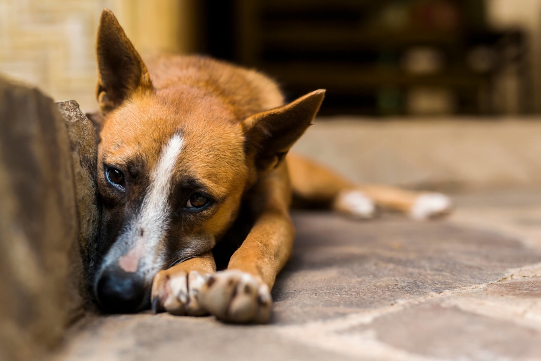 Sad dog laying down