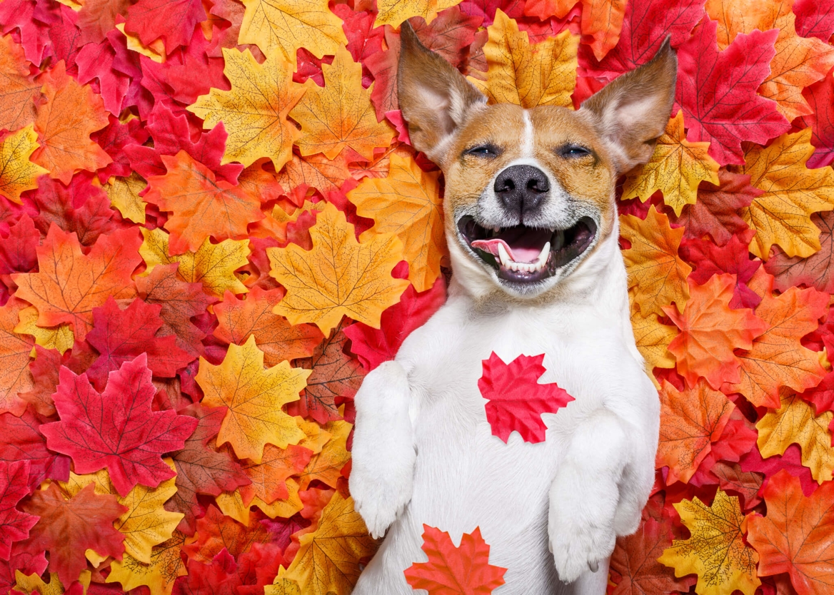 Puppy smiling in leaves