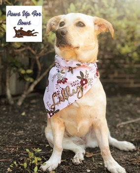 Luxury Dog Boutique - Dog Clothes Accessories Posh Puppy Boutique