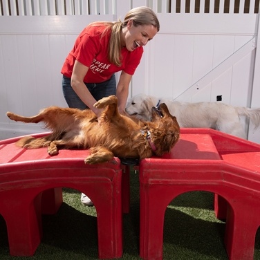 Happy Camper with Counselor at Camp Bow Wow's Doggy Day Care