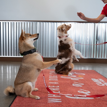 Dog training for socialization at Camp Bow Wow