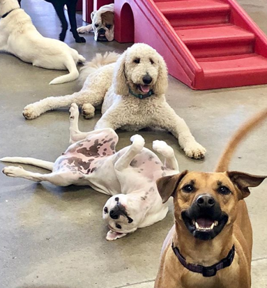 Happy Camper with Counselor at Camp Bow Wow's Doggy Day Care