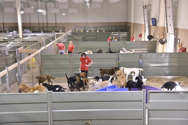 James and Patti Daniel’s Camps in North and South Carolina host about 70-80 dogs a day on average.