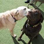 Love is in the air for Hope & Hank!