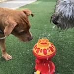 Fire Hydrant Fridays