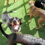 Paw-ty time in play yard 3
