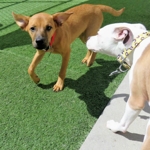 Rafa and Mowgli love to play at camp!