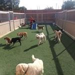 Three large outdoor play yards, each surfaced with artificial turf which is easy on your pup's paws.  We add shade sails and misters and even have small wading pools to help keep things cool during the hot summer.