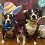 Rosko & Rowdy at our Easter Egg Hunt