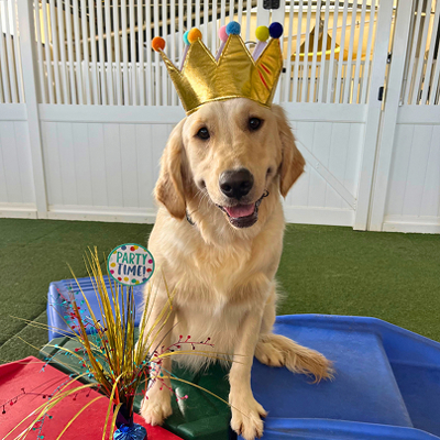 Cute smiling golden retriever wearing a birthday crown