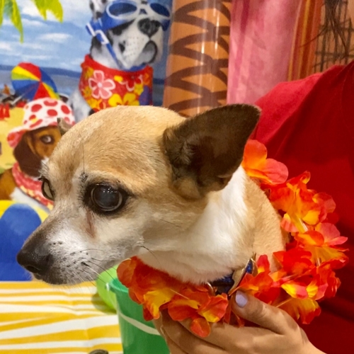 Beach Pawty 2020
