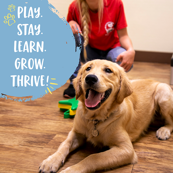 Individual Enrichment at Camp Bow Wow Dog Day Care