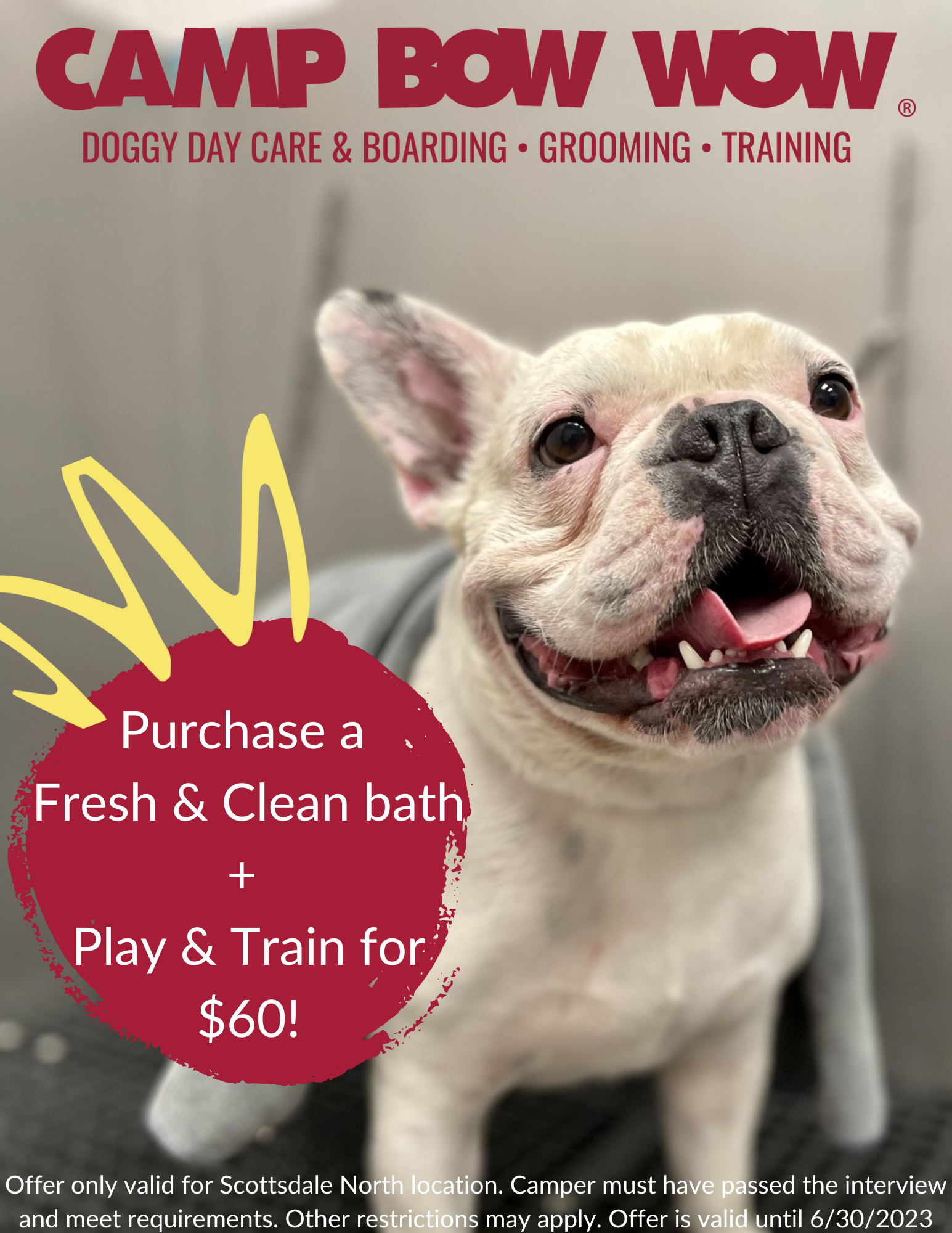 How Much To Put A Dog Down In Az