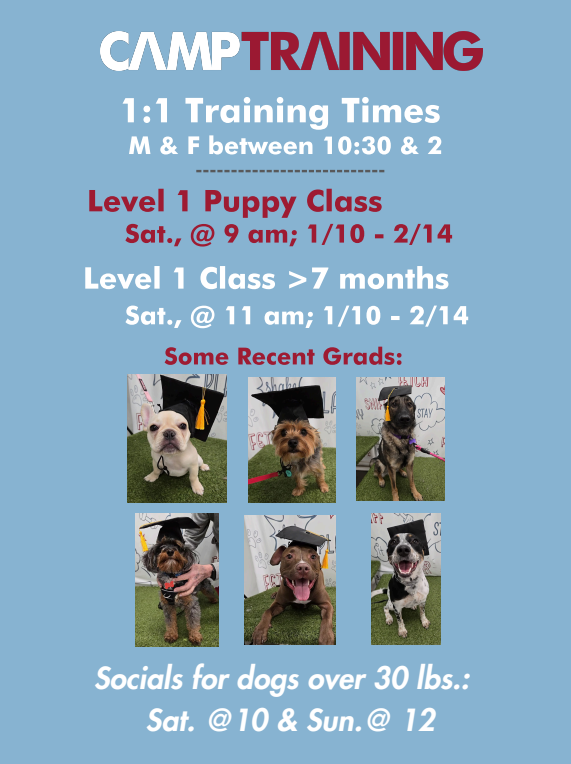 puppy class schedule