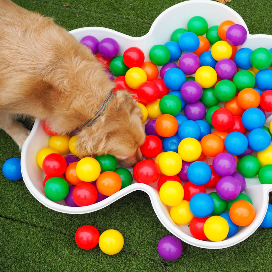 Environmental Enrichment Activities for Your Dog