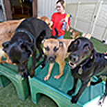 3 Dogs Enjoying Camp