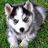 Huskey Puppy