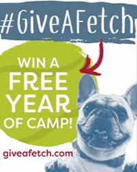 Win a Free Year of Camp
