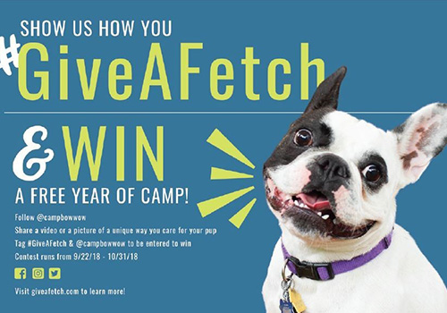 Give a Fetch and Win a Free Year of Camp