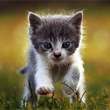 Kitten Running in the Grass