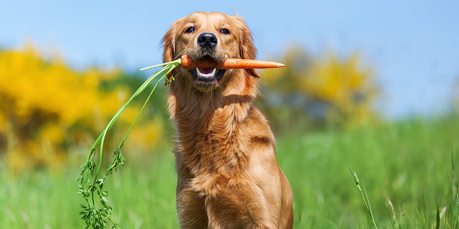 Farmer’s Market Finds for Fido