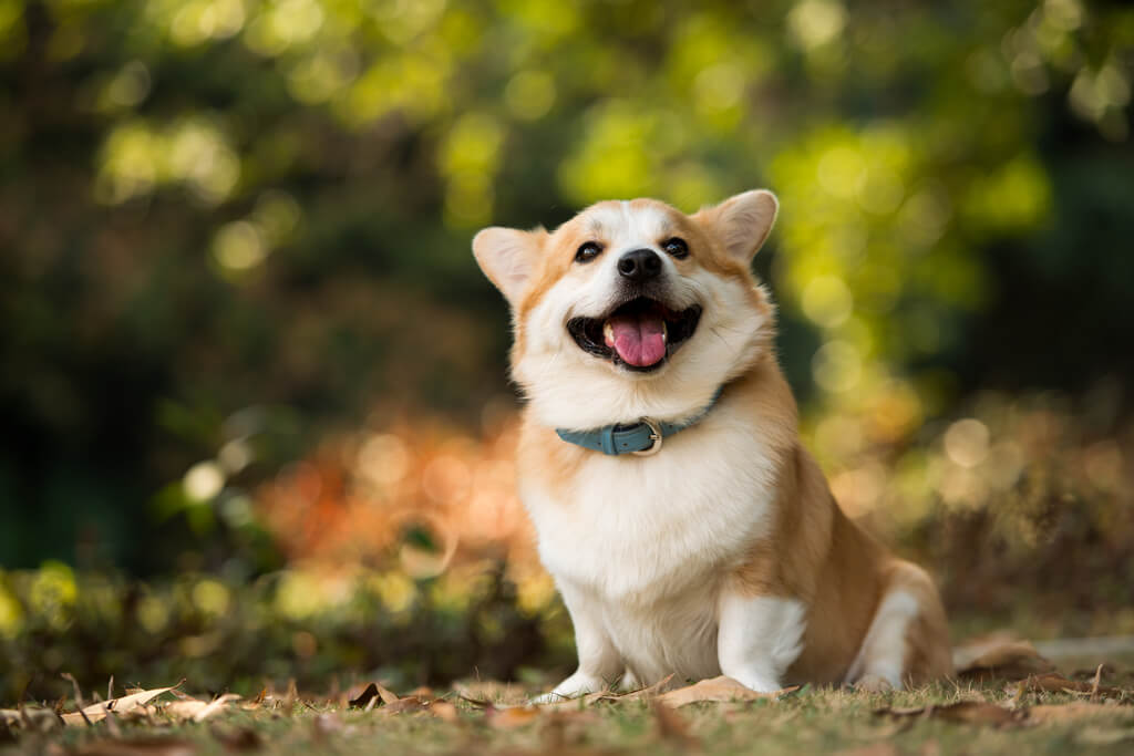 Corgi running through grass