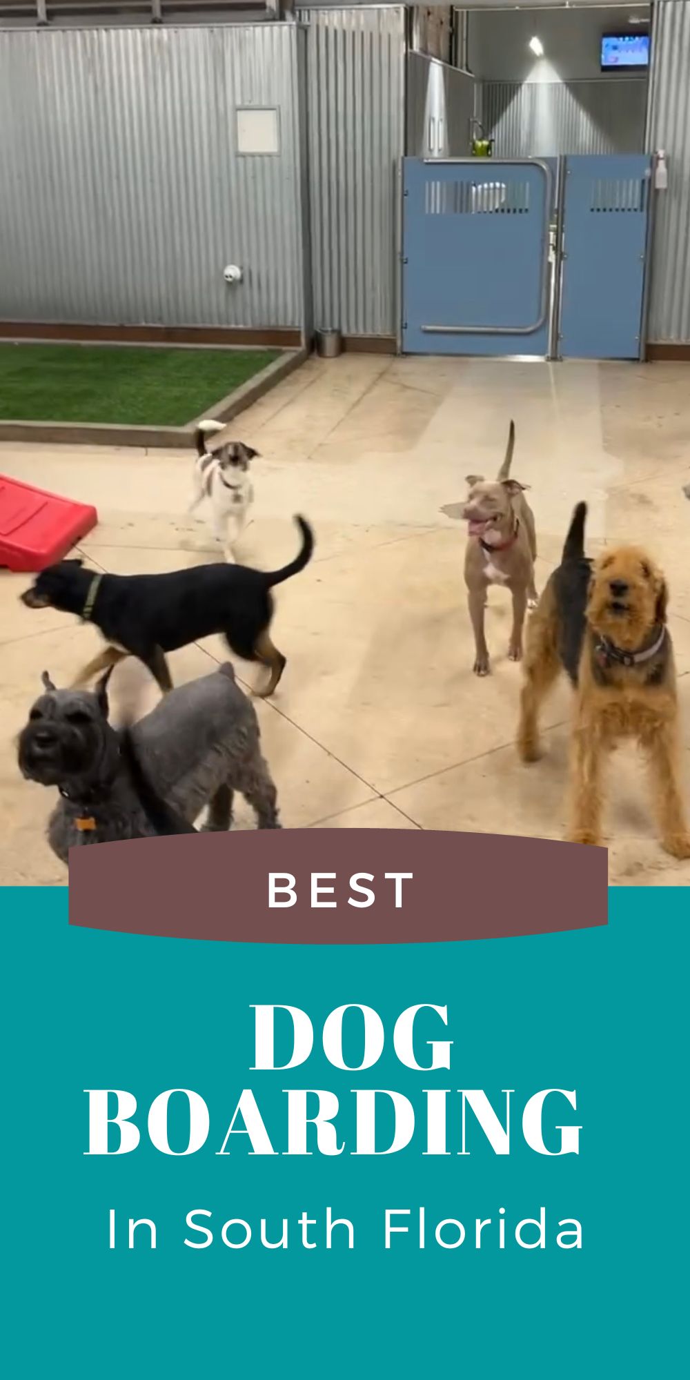 Best Dog Boarding in South Florida