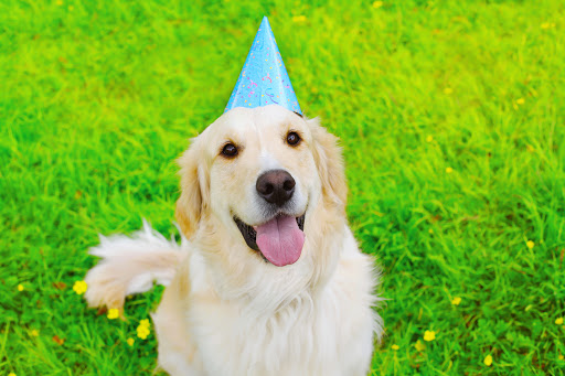 Dog Celebrating Birthday 
