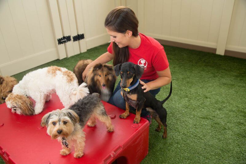 Camp Bow Wow Trainer with dogs