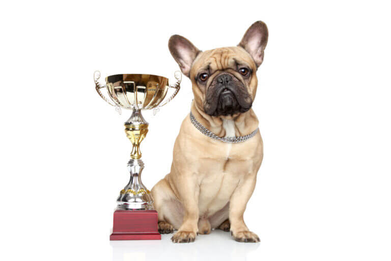 Dog Sitting Next to Trophy