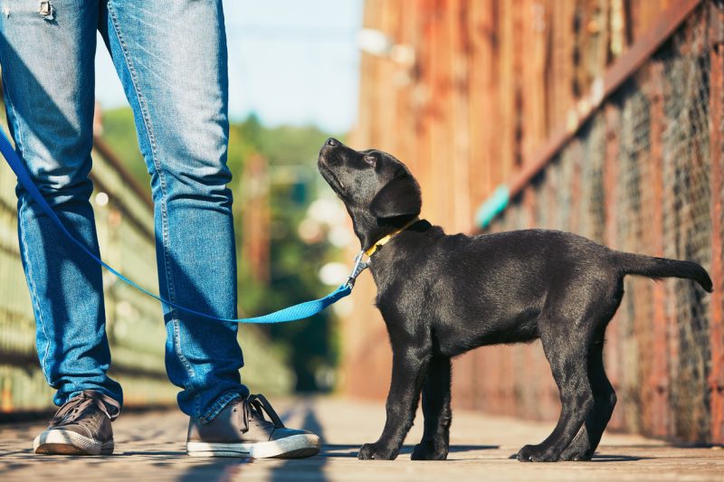 Dog on Leash Looking Up at Walker