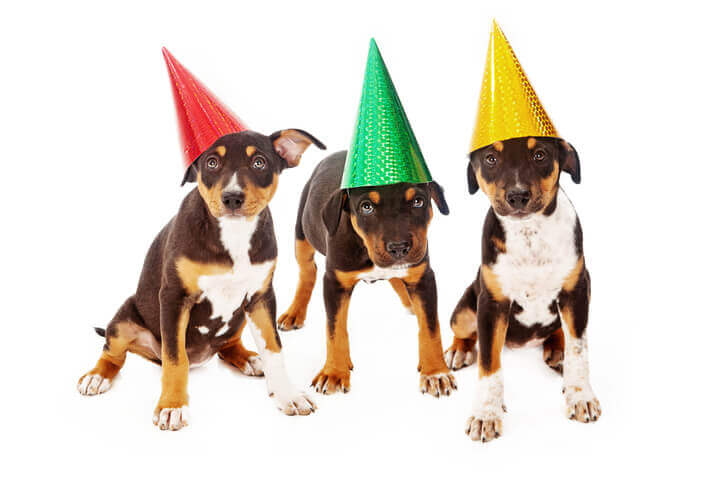 Puppies with birthday hats