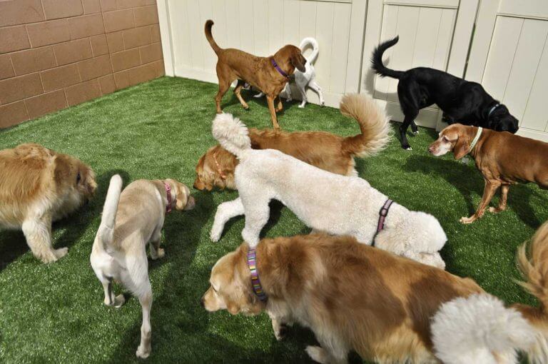 dogs playing at doggy daycare