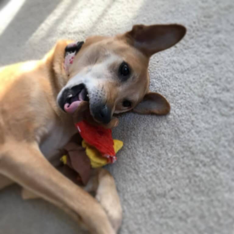 Penny Playing with Toy