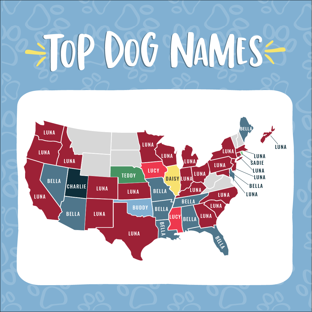 Generic store dog names