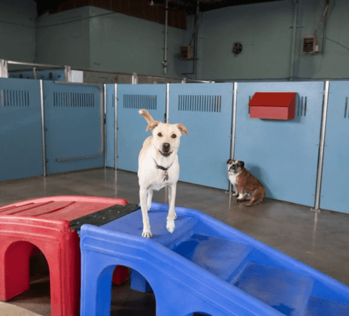 Dog at Camp Bow Wow Hoboken