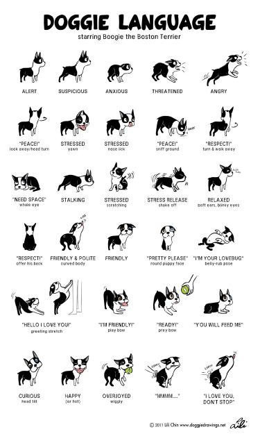 Doggie Body Language