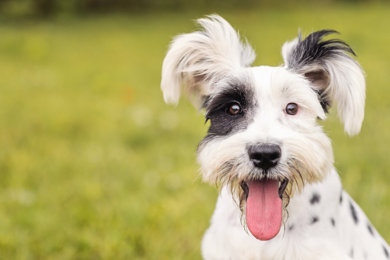 White Dog with Black Spots