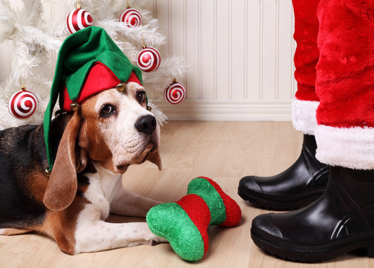 Dog in elf costume