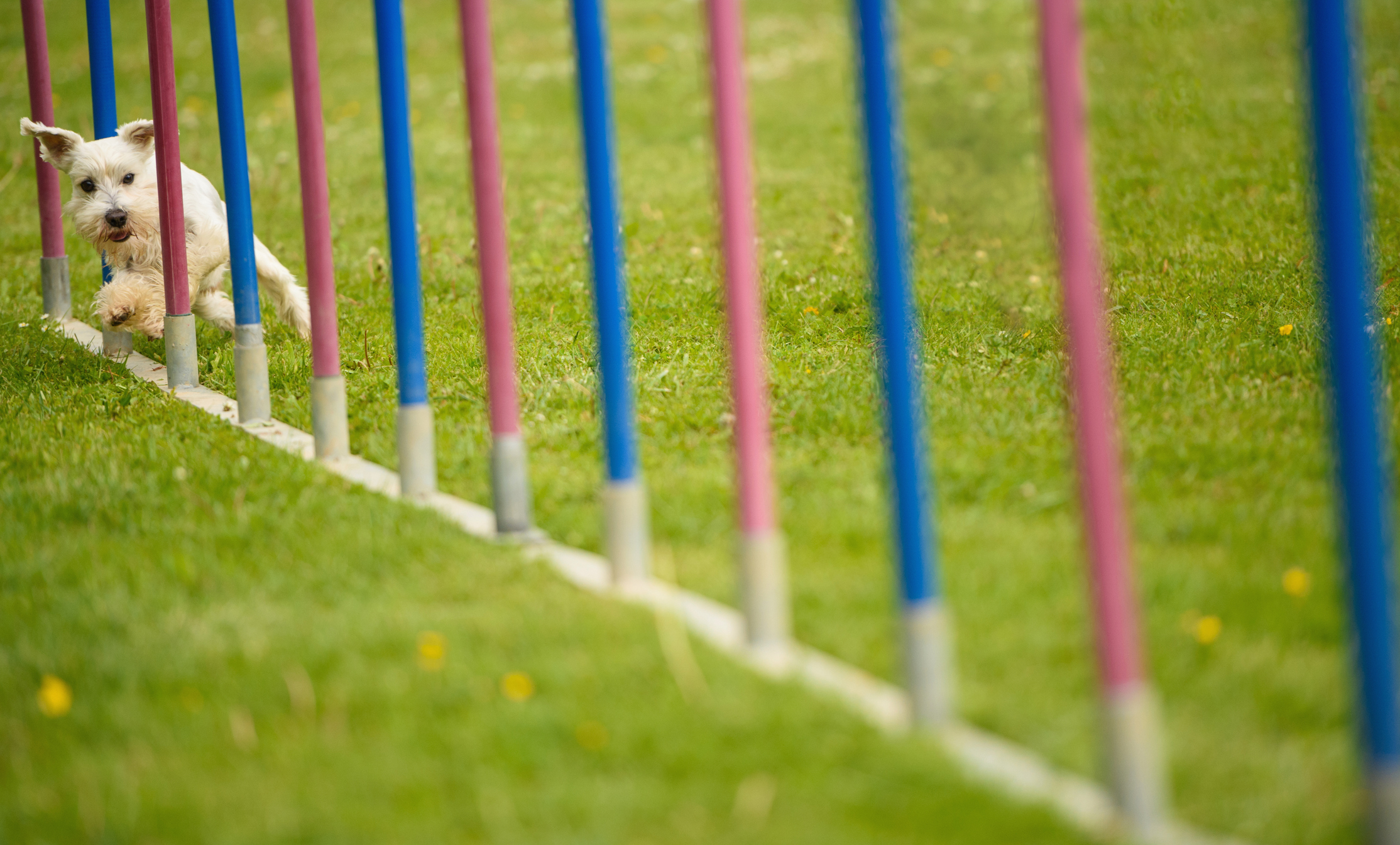 Camp Bow Wow Introduces Agility 4 Fun in Select Camps