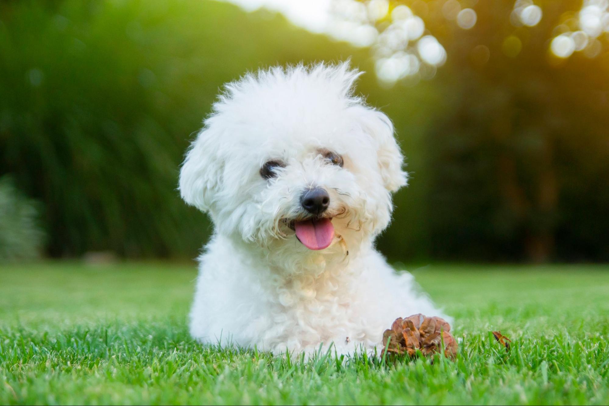 bichon frise white dog